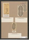 Navicula beyrichiana (williamsoni) A.Schm./O.M. (de-Toni-Nr.: Genus 1, Species 241) Zeichnungen Sammlung Grunow Nr. 571 (NHMW-BOT-W0366927)